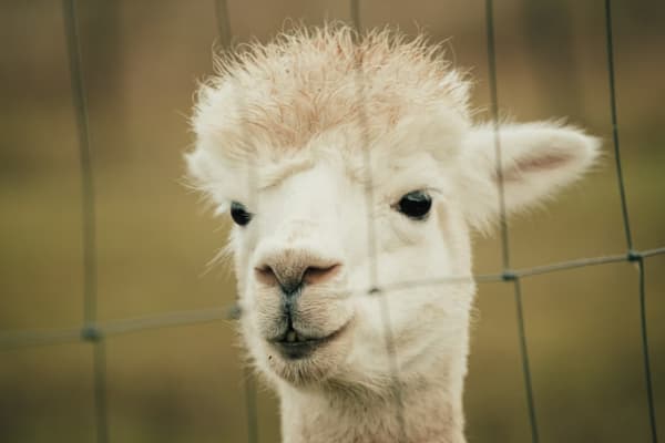 Desaru Alpaca Farm Cover